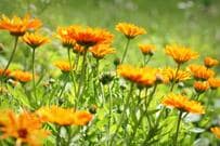 【寄せ植えガーデニング】春まで楽しめる多年草や一年草　きらめく宝石のような花12選