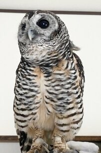 マンガやアニメに出てきそう！？まるで「新しい髪型」に挑戦中みたいな〈フクロウ〉が可愛すぎる！