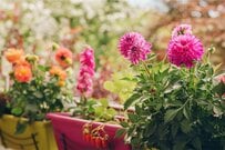 【ガーデニング】いまが植えどき〈夏植え球根オススメ7選〉秋に花咲く