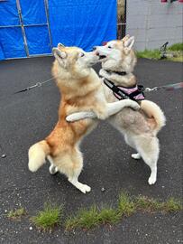 【父と実の娘】繁殖を引退し、家に迎えられたシベリアンハスキー　先住犬の娘との初対面から「4カ月後の様子」が話題