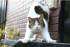 【猫の日】じゃらん「会ってみたい！宿の看板ねこランキング2023」を発表