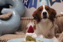 大谷翔平の愛犬・デコピンが3歳のバースデー！愛されすぎな写真に120万いいね「上品な食べ方だこと」「可愛いMVP」