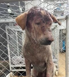 路上で病と闘いながら孤独に過ごしていた犬を保護→治療を乗り越え回復していく姿に涙