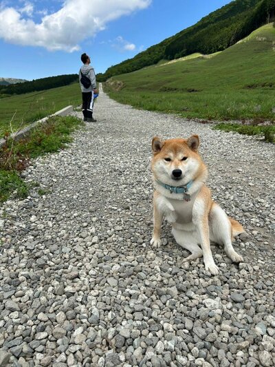 お疲れモードの柴犬