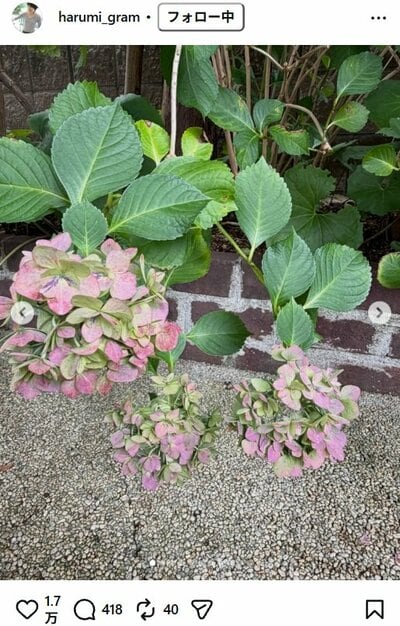 栗原はるみのInstagram投稿（アンティーク色の紫陽花）