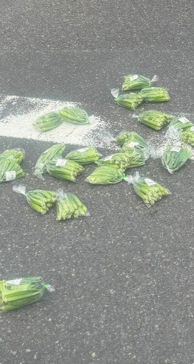 どれも踏まれずきれいに残っています