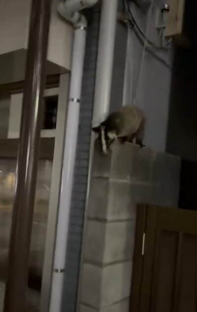 威嚇する動物