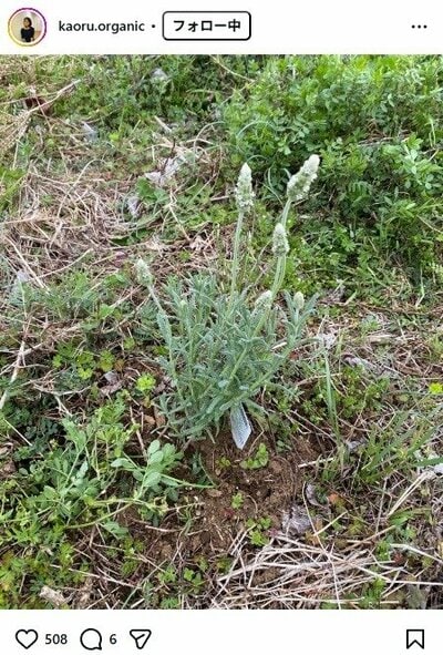 杉田かおるのInstagram投稿