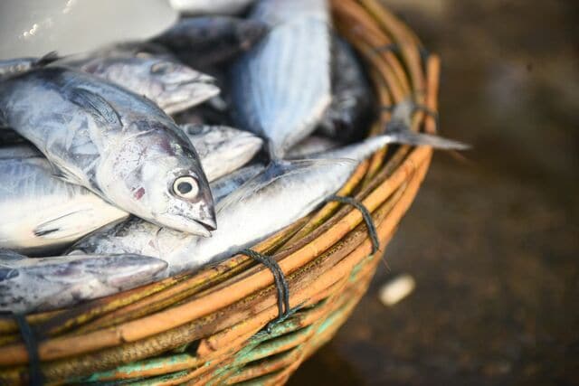 「鰹が獲れすぎて価格破壊」　高知県の鮮魚売り場に並んだ鰹1尾の価格に「羨ましい」