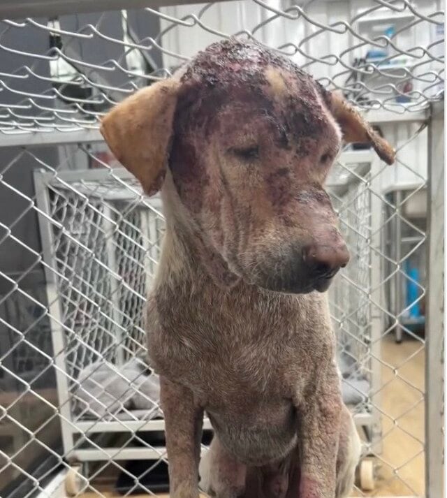 路上で病と闘いながら孤独に過ごしていた犬を保護→治療を乗り越え回復していく姿に涙