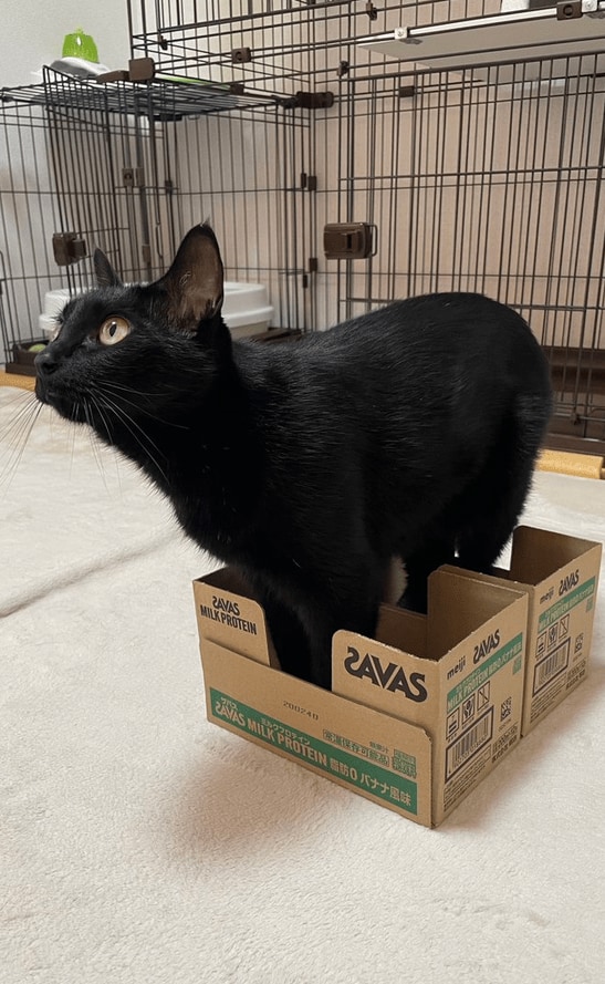 小さな箱に入ろうとした猫さん　足しか入らないものの凛々しい表情にキュンとくる