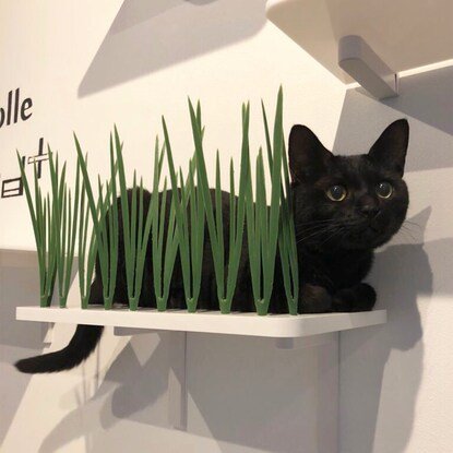 キャットステップanimacolle(キャットグラス)