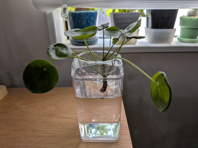 ダイソー　球根栽培ベース