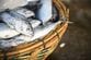 「鰹が獲れすぎて価格破壊」　高知県の鮮魚売り場に並んだ鰹1尾の価格に「羨ましい」