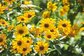 【ヒマワリ似の花】夏に強くて丈夫な《一年草・多年草》9選！真夏の庭を明るく元気に彩ります