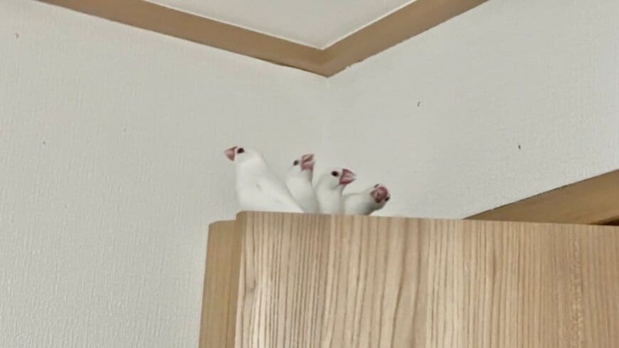 出所：@torinosimobe