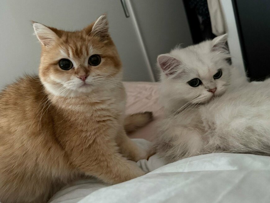 「落ち着くニャ」飼い主の靴下を両サイドから固める親子猫の謎行動に悶絶