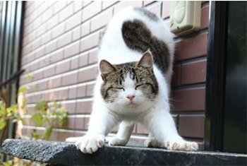 【猫の日】じゃらん「会ってみたい！宿の看板ねこランキング2023」を発表