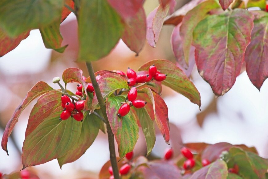 igaguri_1/istockphoto.com