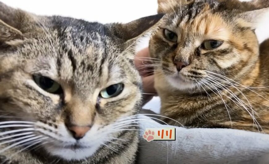 いつもより遅めの起床に「まだかニャ？」　保護猫がまさかの大集合！幸せな光景に飼い主さんもにっこり