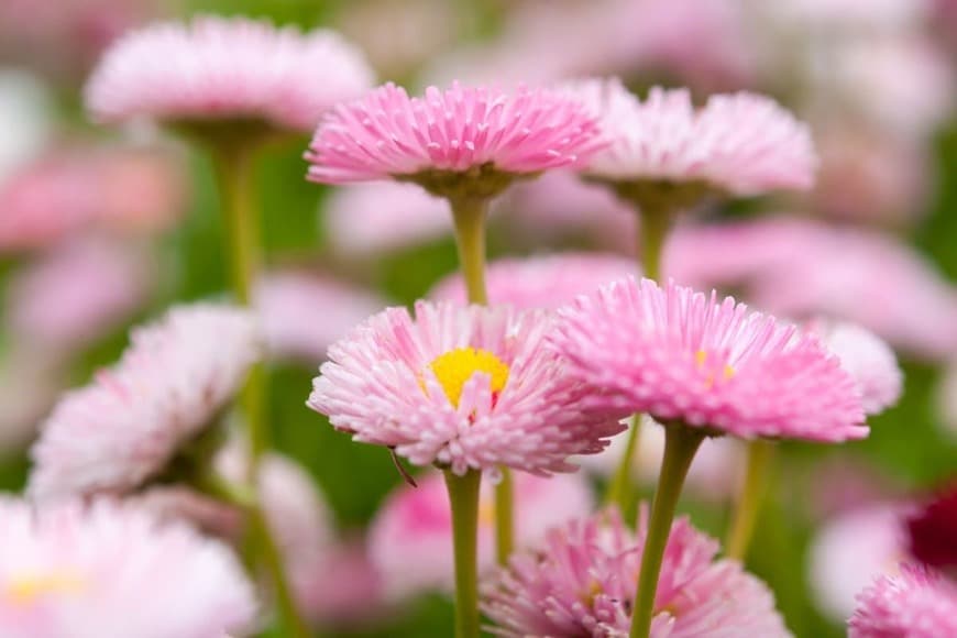 冬庭でも「ナチュラルガーデン」寒さに強い《一年草＆多年草》おすすめ8選！日陰に強い植物も