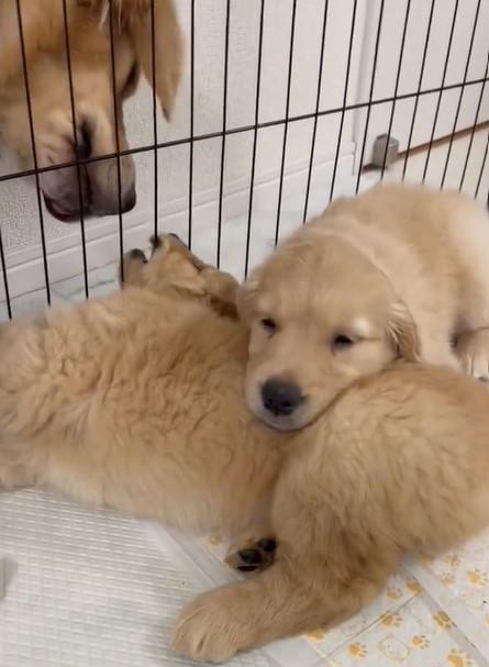 出所：@pu_channeldesu