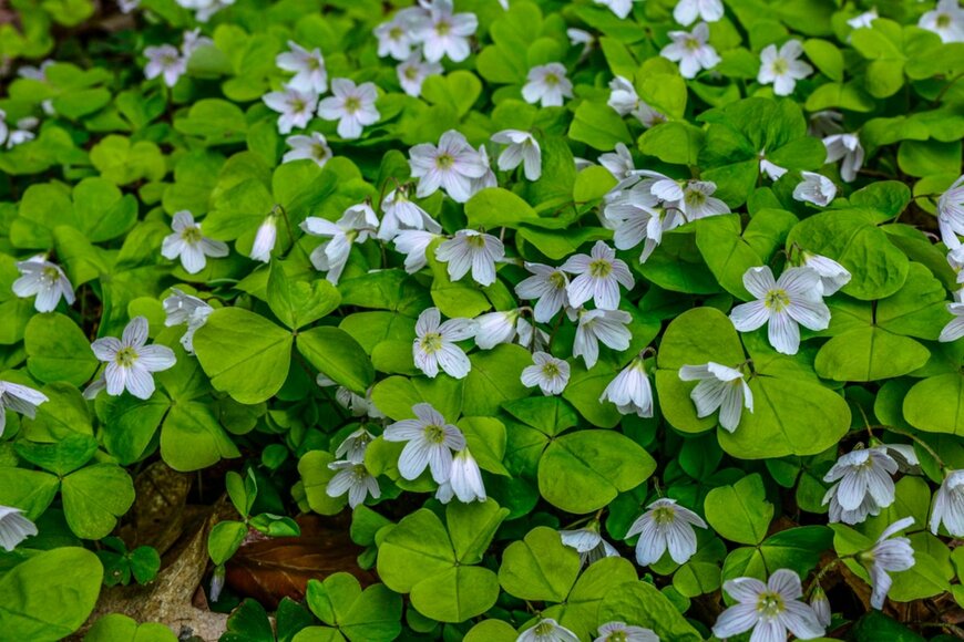 Angelina Che/shutterstock.com