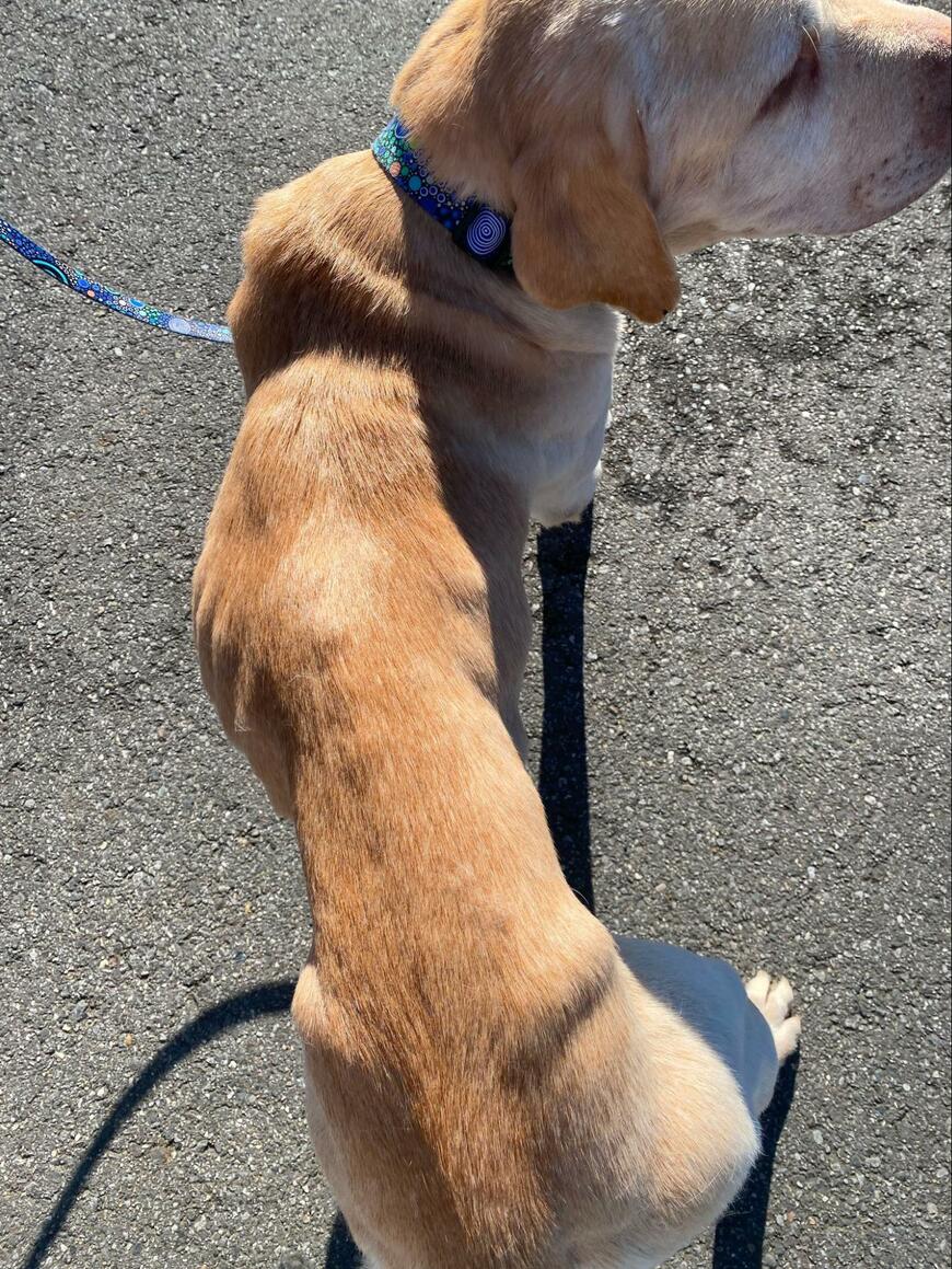 「過酷な状態」から保護された犬が半年後　「10kg太りました」幸せな姿に感動