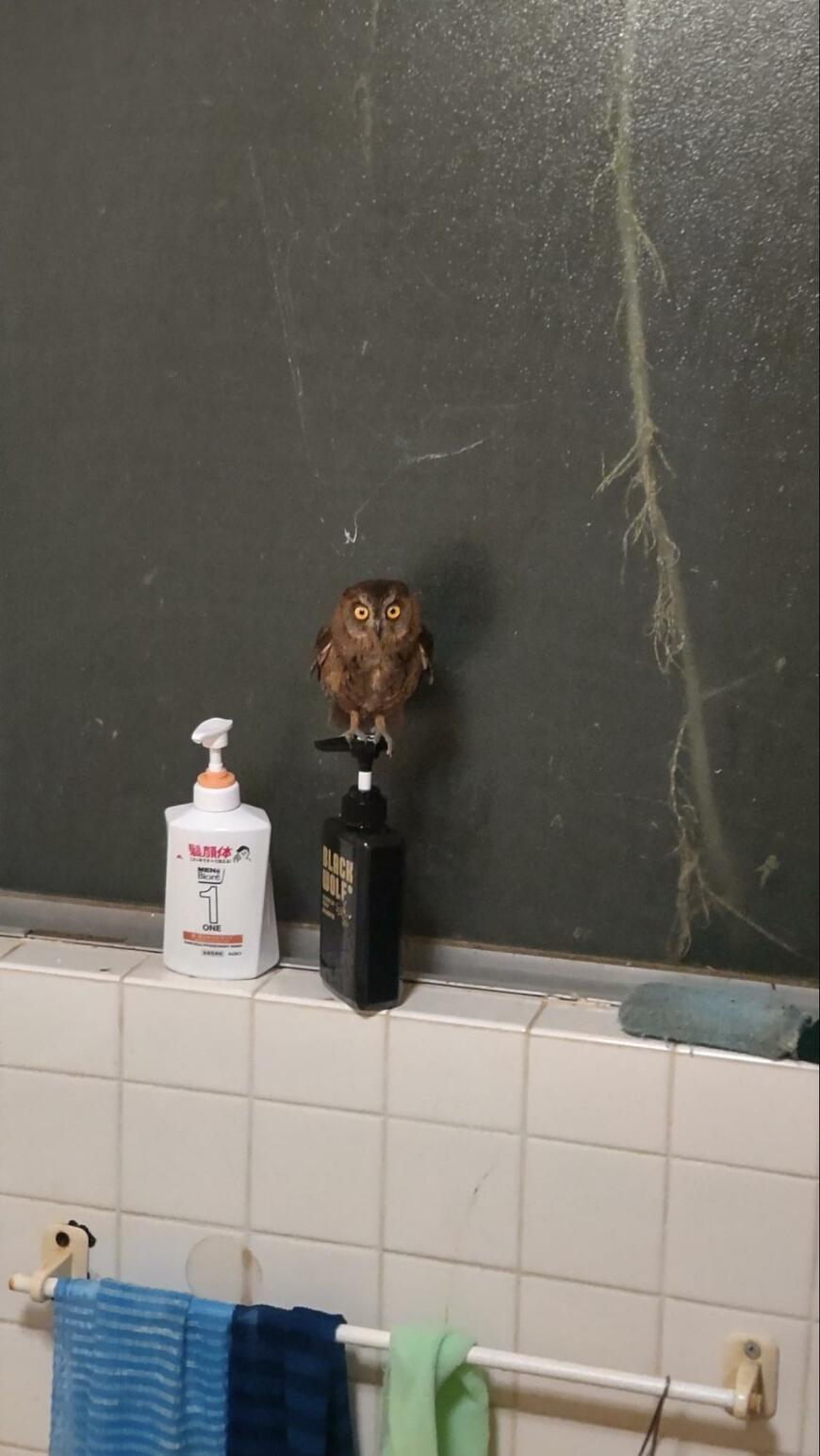 出所：@iHck1yZNj63Yqkh