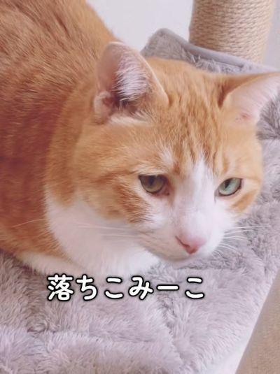 出所：@miko_nekoneko