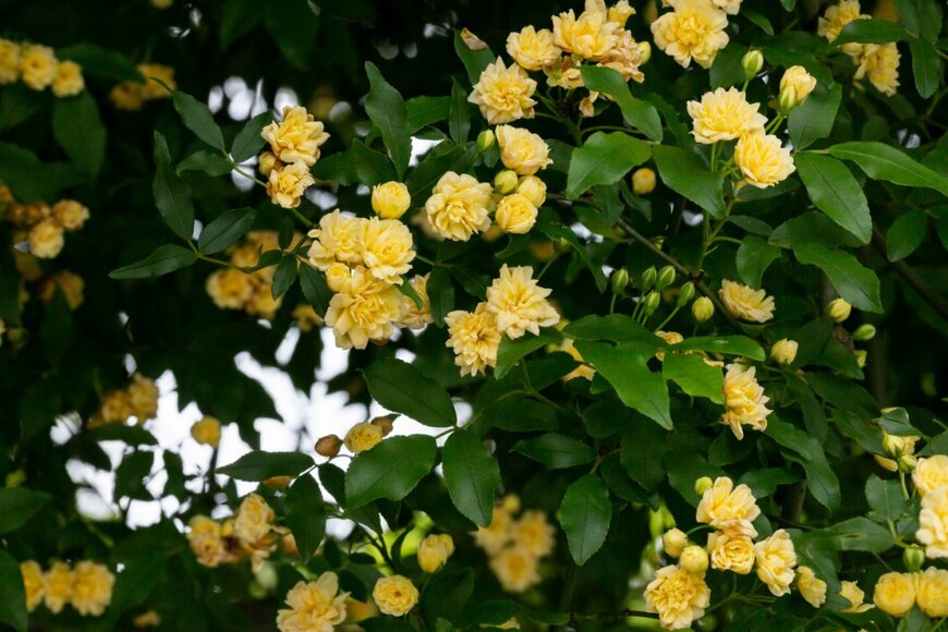 AnnaNel/shutterstock.com