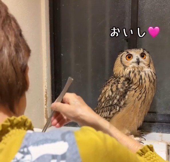 【もぐもぐフクロウ】おばあちゃんが「あーん」したら…まさかの表情に思わず二度見！