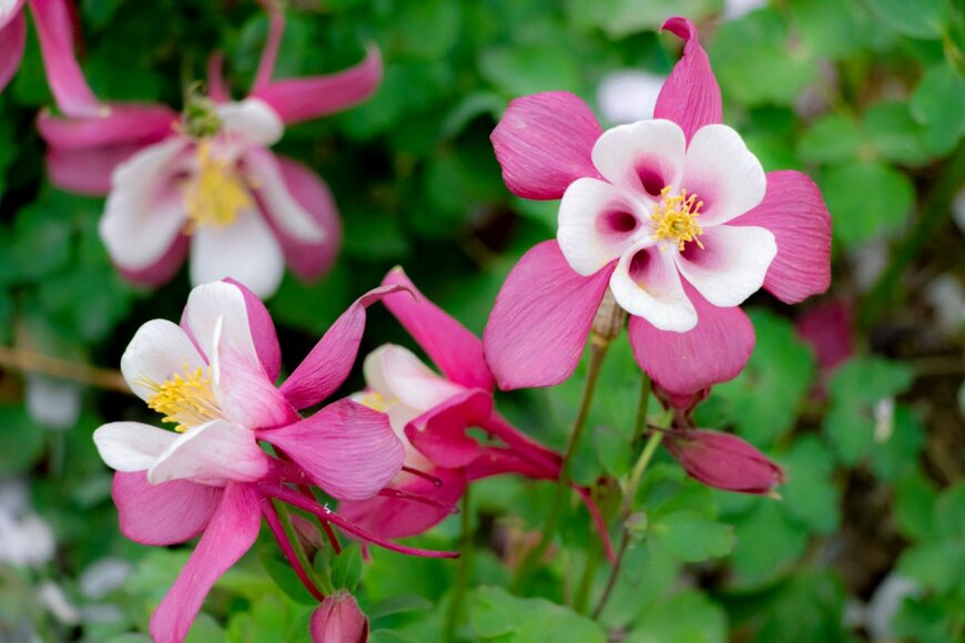 オダマキ　Xinran Zheng/shutterstock.com