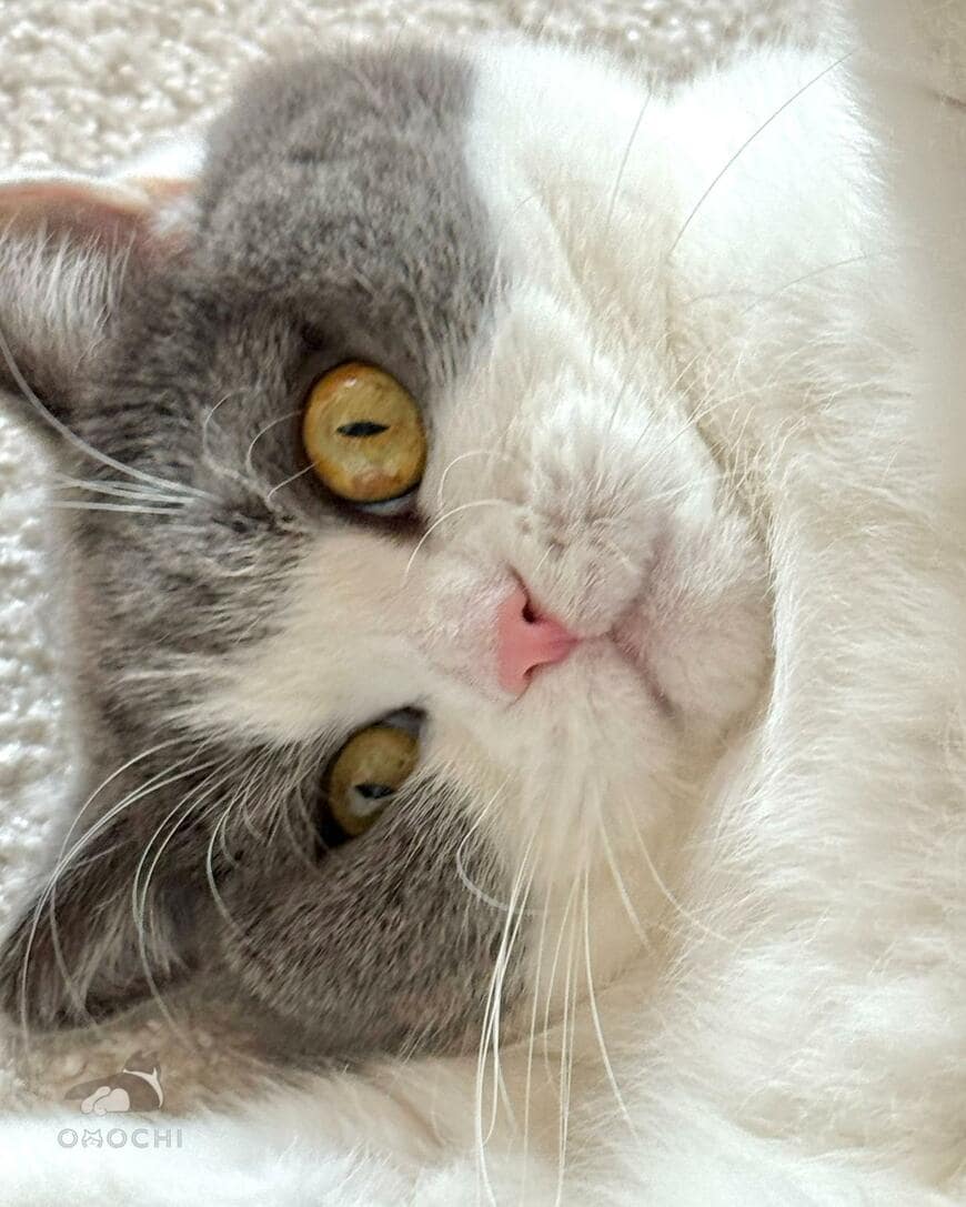 出所：@omochiomoching