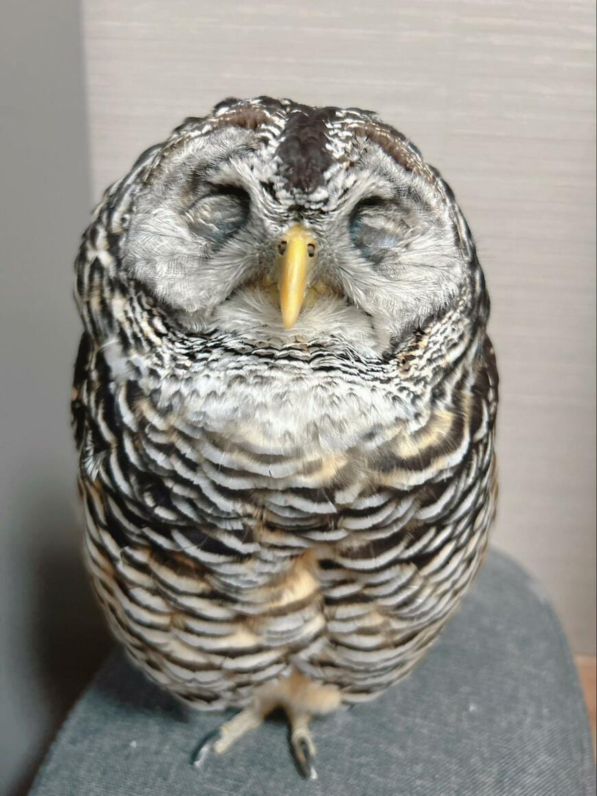 【立ったまま眠るフクロウ】そんな体制で本当に眠れるの？寝相の達人のバリエーションに爆笑