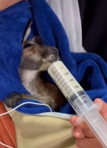 出所：@tobezoo.official