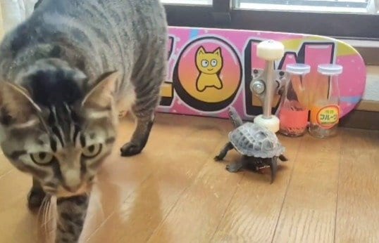 出所：@Mh0MLiErcV8E97C