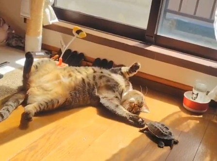 【モフモフがお好き？】猫と仲良しの亀→仲良く日向ぼっこからのまさかの行動に癒される人が続出