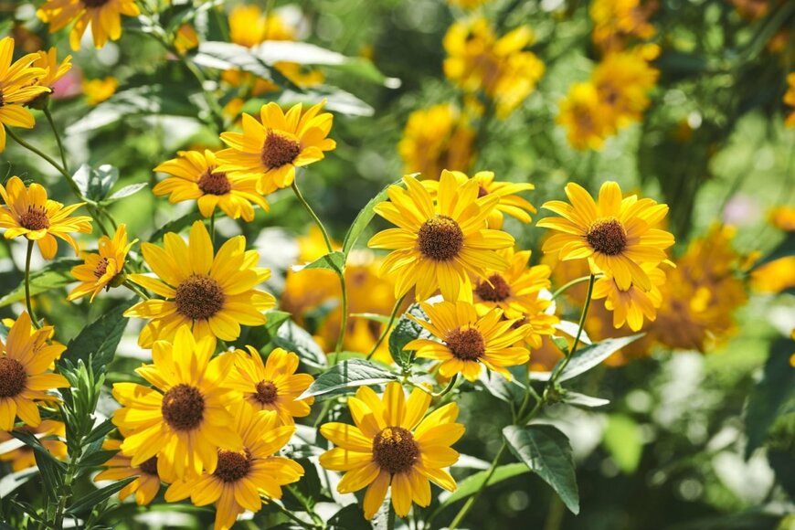 【ヒマワリ似の花】夏に強くて丈夫な《一年草・多年草》9選！真夏の庭を明るく元気に彩ります