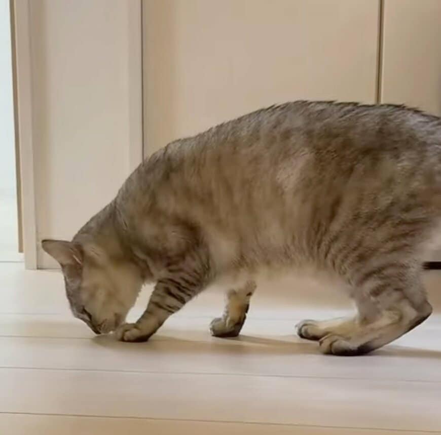 美猫が床を嗅いだら→思わず笑える「クッサー」顔が大反響！「カメラ目線で最高」の声