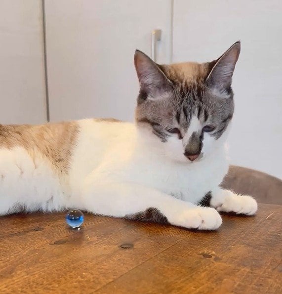 出所：@piennekomint