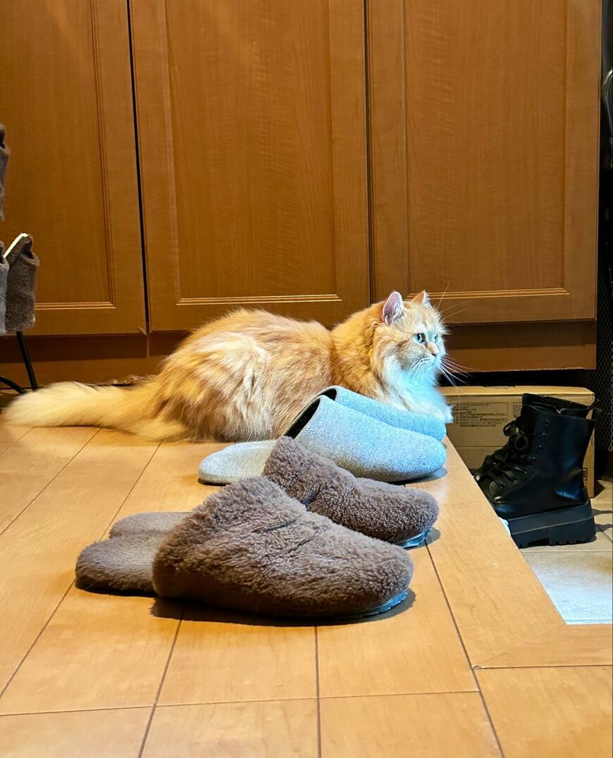 外出後に妻から届いた猫の様子　けなげな姿が心を揺さぶる…