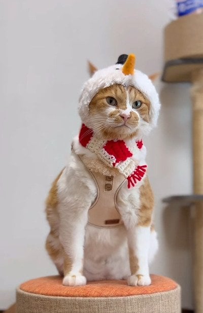 出所：＠monburan_sanpo