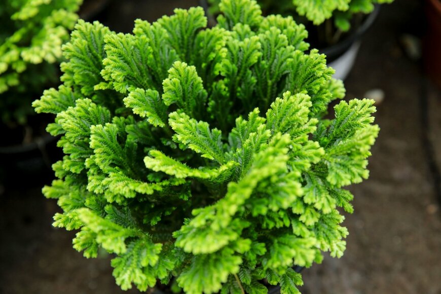 Sonia Bonet/shutterstock.com