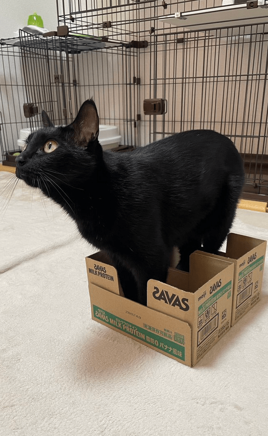 小さな箱に入ろうとした猫さん　足しか入らないものの凛々しい表情にキュンとくる