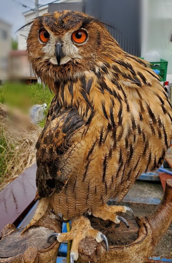 出所：@nm98858712