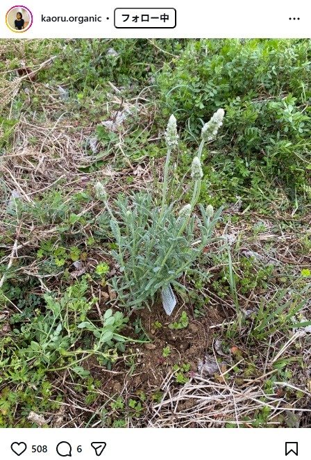 出所：杉田かおるのInstagram（＠kaoru.organic） 参照日：2026年3月23日