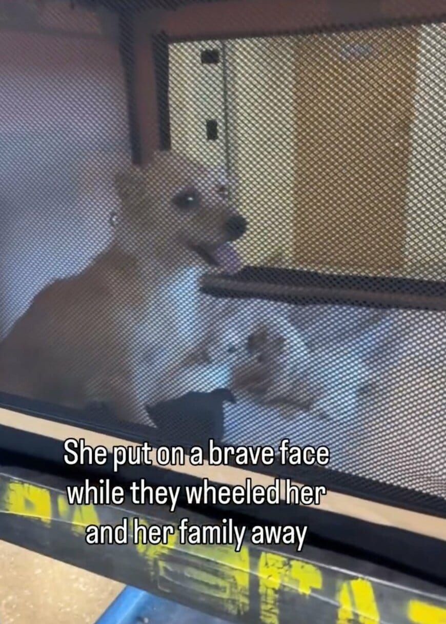 安楽死の危機から「小さな犬の親子」を救出！母犬が甘える姿に「救ってくれてありがとう！」の声
