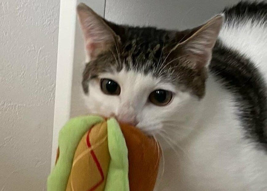 出所：@Saeroyi_cat