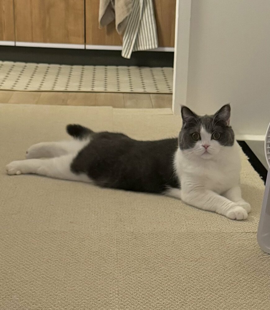 出所：@omochiomoching